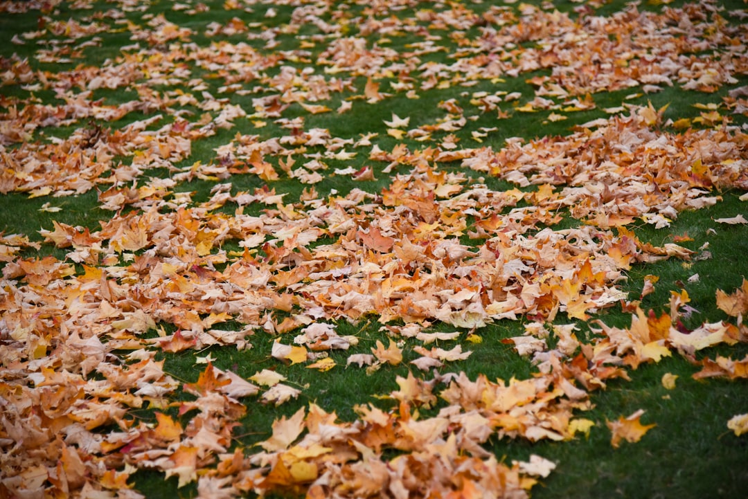 découvrez tous nos conseils pour réussir votre jardinage d'automne : semis, plantation et entretien du potager pour une récolte abondante avant l'hiver.