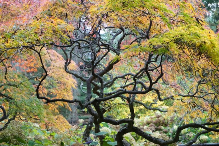 découvrez les arbres japonais à croissance rapide, parfaits pour embellir votre jardin en un temps record avec leur beauté unique et leur feuillage élégant.