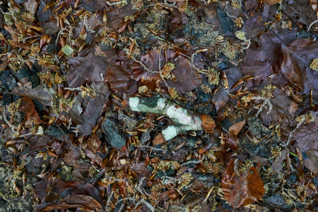 découvrez les bienfaits du fermenté de litière forestière, un produit naturel améliorant la qualité du sol et favorisant la biodiversité.