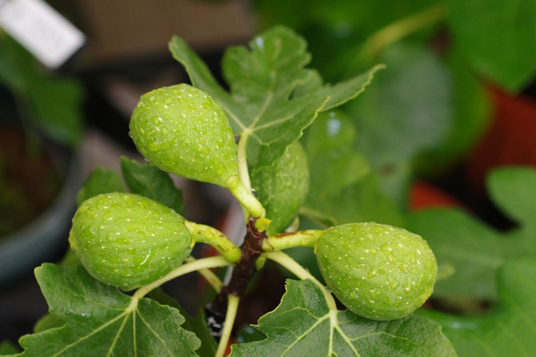 apprenez les techniques de bouturage et de multiplication des figuiers pour réussir la propagation de vos plantes facilement et efficacement.