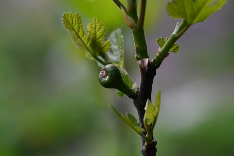 découvrez les méthodes efficaces de bouturage pour propager vos figuiers et obtenir de nouvelles plantes saines.