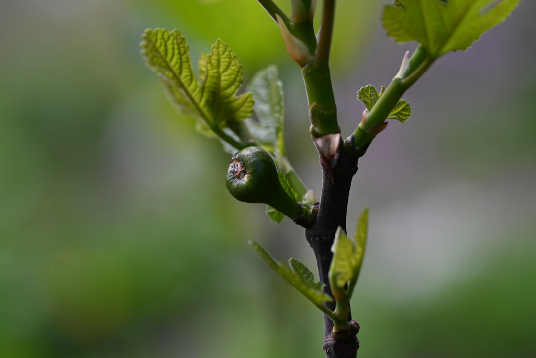 découvrez les méthodes efficaces de bouturage pour propager vos figuiers et obtenir de nouvelles plantes saines.