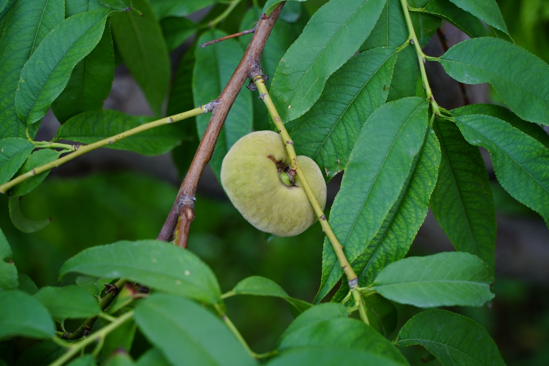 découvrez les meilleures techniques de taille du figuier pour améliorer sa croissance et sa production de fruits. conseils pratiques pour une taille saisonnière réussie.