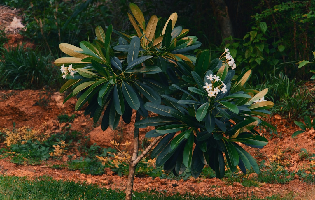 découvrez les arbres en fleurs, véritables joyaux de la nature qui égayent nos paysages au printemps. apprenez à les identifier, admirez leurs couleurs éclatantes et explorez comment les cultiver dans votre jardin pour profiter de leur beauté tout au long de la saison.