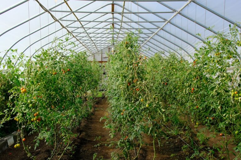 découvrez tout sur la sécurité alimentaire : enjeux, solutions et conseils pour assurer un accès durable à une alimentation saine et suffisante pour tous.