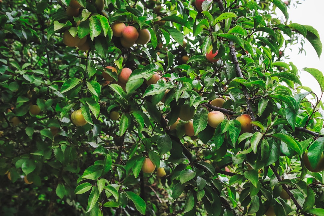 découvrez comment protéger efficacement vos arbres fruitiers contre les maladies, les insectes et les intempéries pour garantir une récolte abondante et saine.