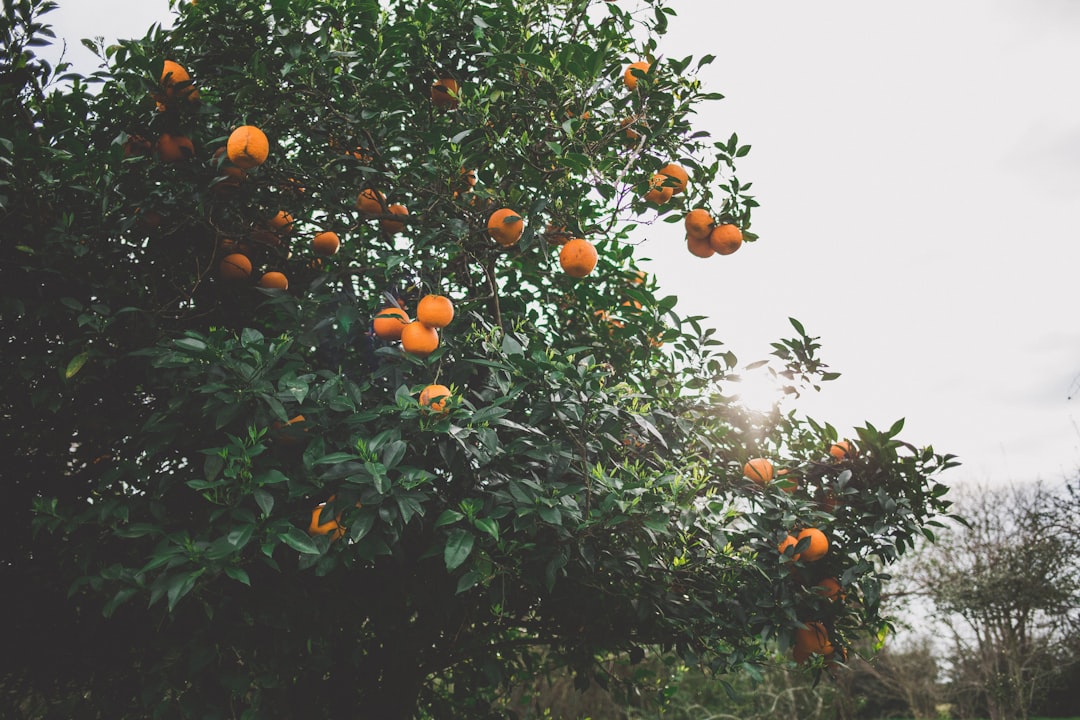 découvrez les meilleures techniques de pulvérisation pour vos arbres fruitiers afin de protéger vos récoltes des maladies et des parasites tout en favorisant une croissance saine.