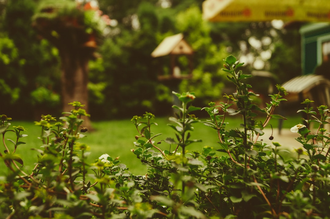 découvrez un monde de verdure avec notre guide sur les jardins. apprenez à créer, entretenir et embellir votre espace extérieur pour en faire un havre de paix et de beauté.