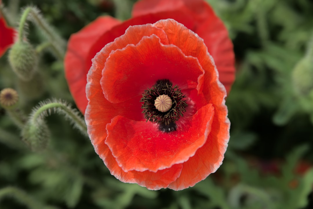 découvrez notre sélection des meilleurs centres de jardinage, où vous trouverez une vaste gamme de plantes, d'accessoires et de conseils pour embellir votre jardin. profitez de conseils d'experts et d'une qualité exceptionnelle pour transformer votre espace extérieur en un véritable havre de paix.