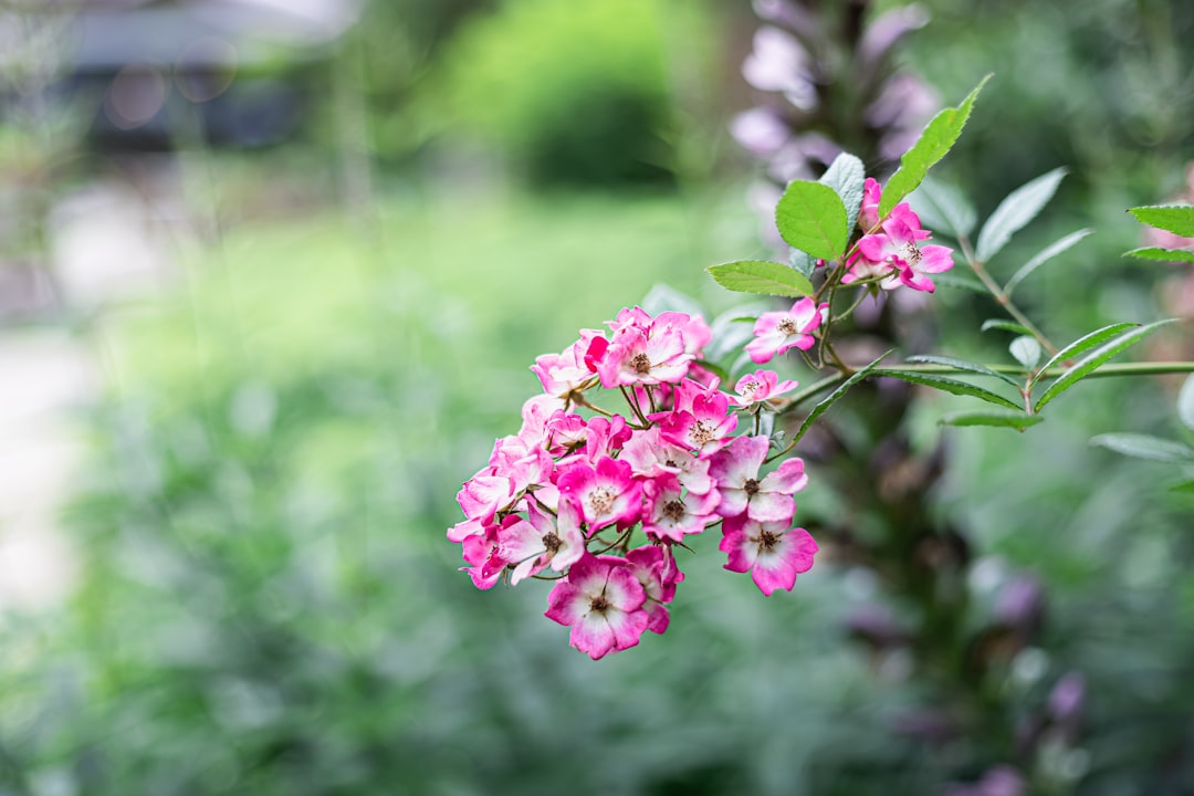 rejoignez notre garden club pour partager votre passion du jardinage, échanger des conseils et découvrir des astuces pour un jardin florissant toute l'année.