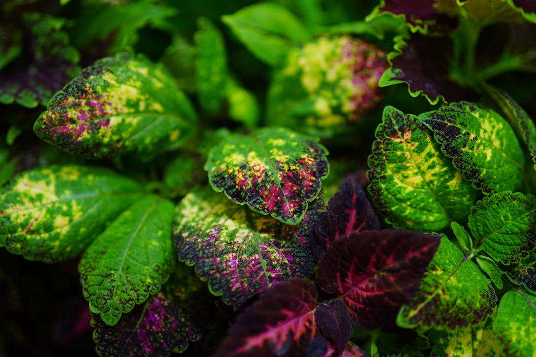 traitement des maladies du jardin : conseils et méthodes efficaces pour protéger vos plantes et assurer un jardin sain et florissant.