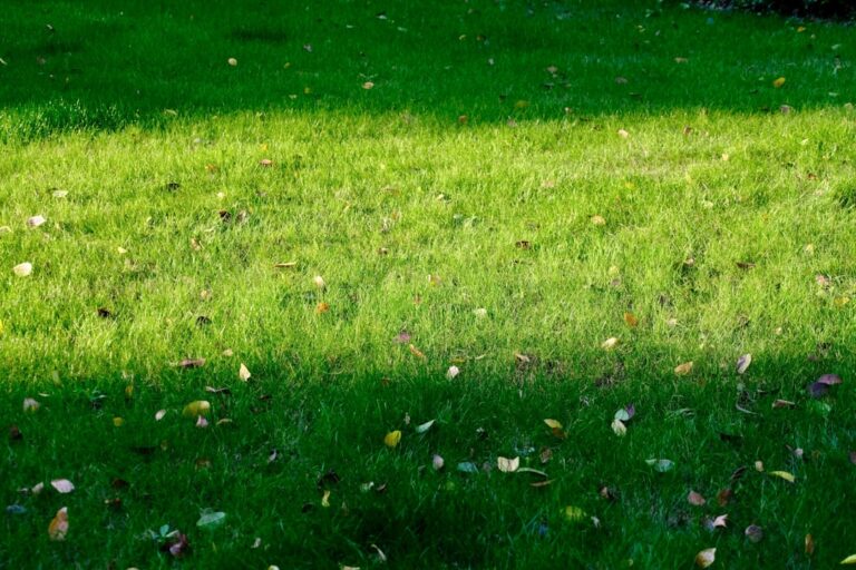 évitez les erreurs courantes au jardin grâce à nos conseils pratiques pour un espace vert sain et florissant.