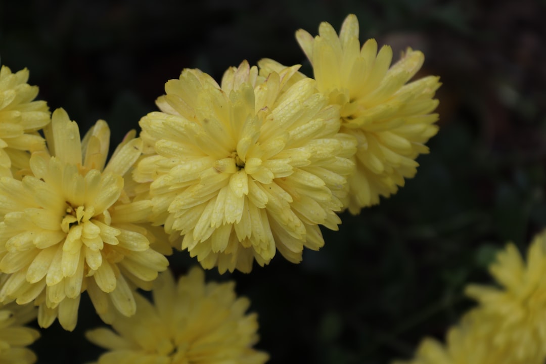 planifiez votre jardin idéal avec nos conseils pratiques, astuces de jardinage et idées d'aménagement pour créer un espace extérieur beau et fonctionnel.