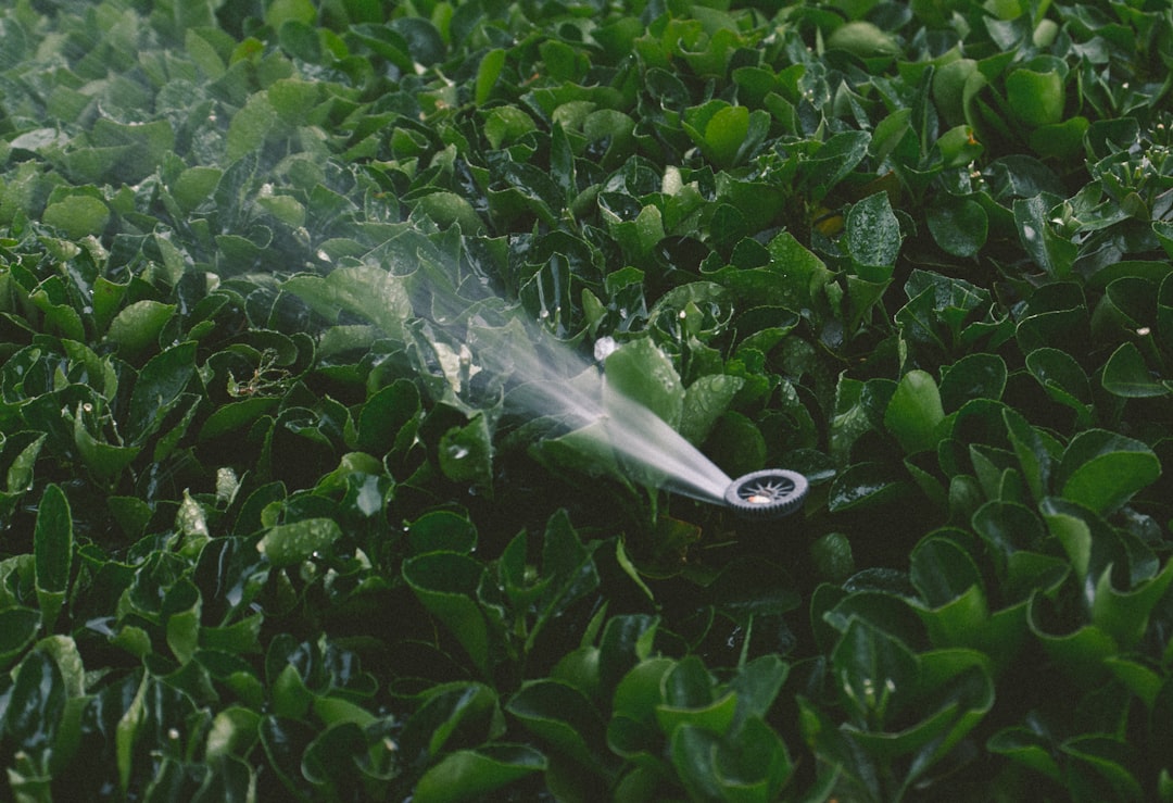 découvrez quelles plantes de jardin présentent un risque d'incendie et comment sécuriser votre espace extérieur pour prévenir les feux.