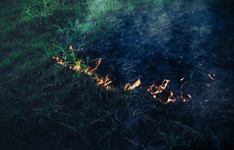 découvrez les plantes de jardin présentant un risque d'incendie et comment les gérer pour assurer la sécurité de votre espace extérieur.