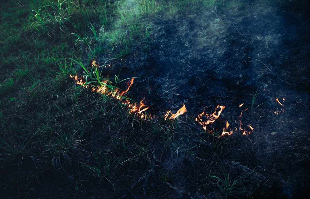 découvrez les plantes de jardin présentant un risque d'incendie et comment les gérer pour assurer la sécurité de votre espace extérieur.