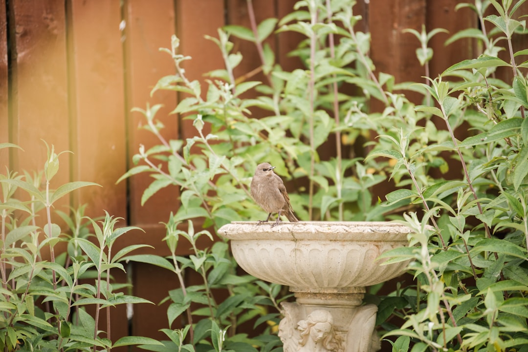 découvrez la faune sauvage de votre jardin : conseils pour attirer et préserver les animaux et insectes utiles tout en favorisant la biodiversité locale.