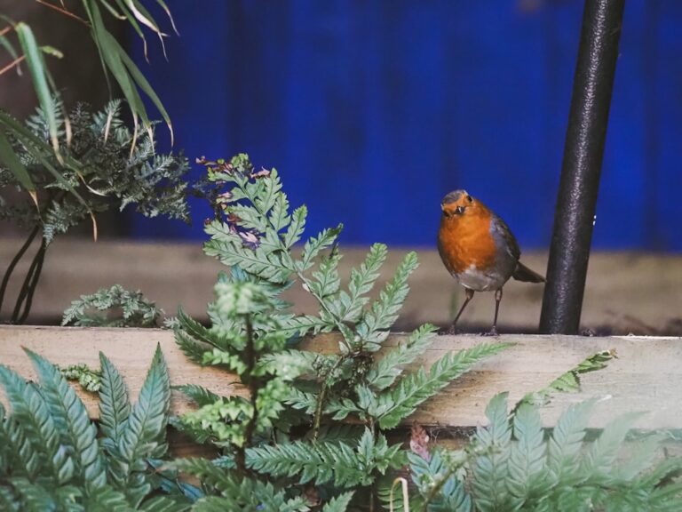 découvrez la faune sauvage du jardin : conseils et astuces pour attirer et protéger oiseaux, insectes et petits animaux dans votre espace vert.