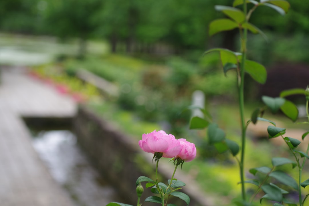 découvrez notre guide complet du jardinage : conseils, astuces et techniques pour entretenir et embellir votre jardin toute l'année.