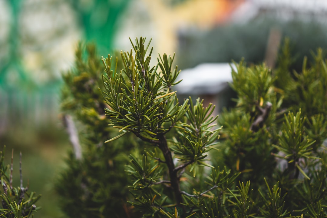 professionnels passionnés de jardinage offrant des services d'entretien, de création et d'aménagement de jardins pour sublimer vos espaces verts.