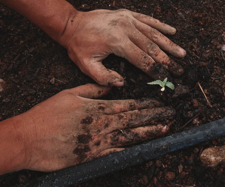 découvrez des conseils pratiques et des astuces pour réussir votre jardinage, que vous soyez débutant ou expert. cultivez vos plantes avec soin et créez un espace vert harmonieux.