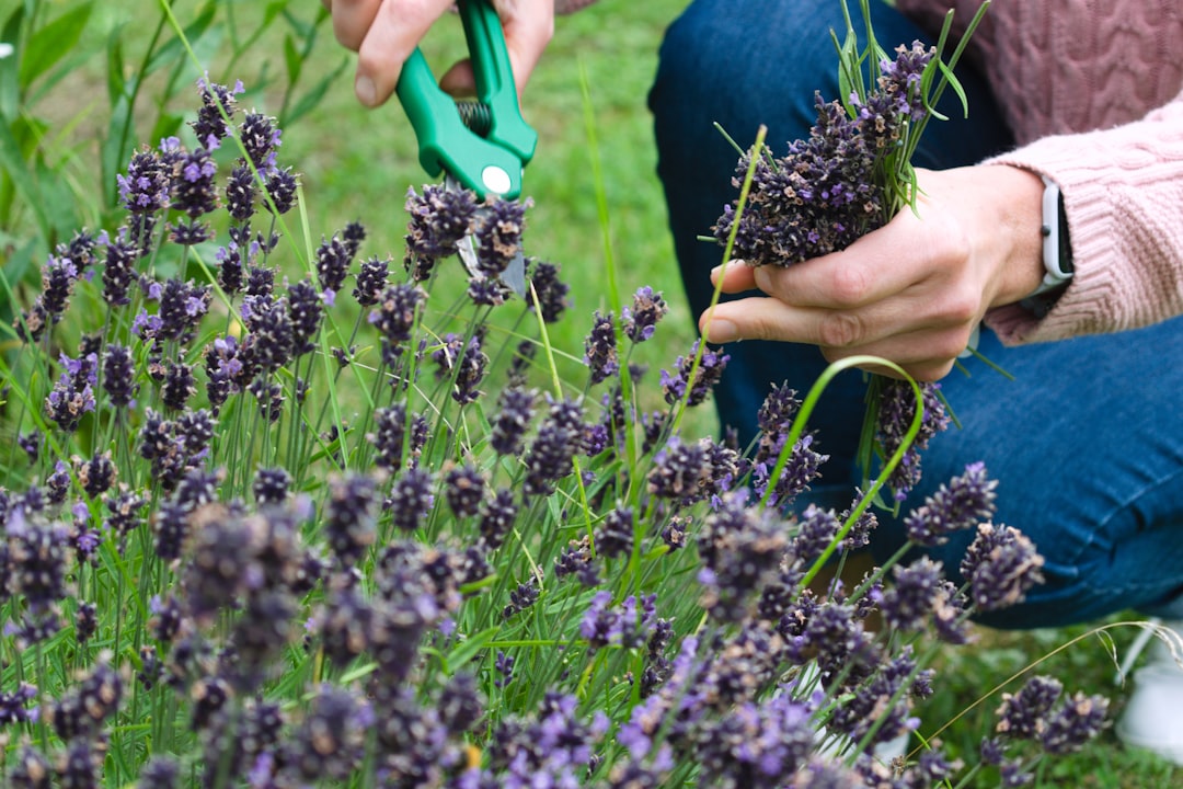 découvrez des conseils et astuces de jardinage pour embellir votre espace extérieur, cultiver vos plantes préférées et réussir tous vos projets de jardin.