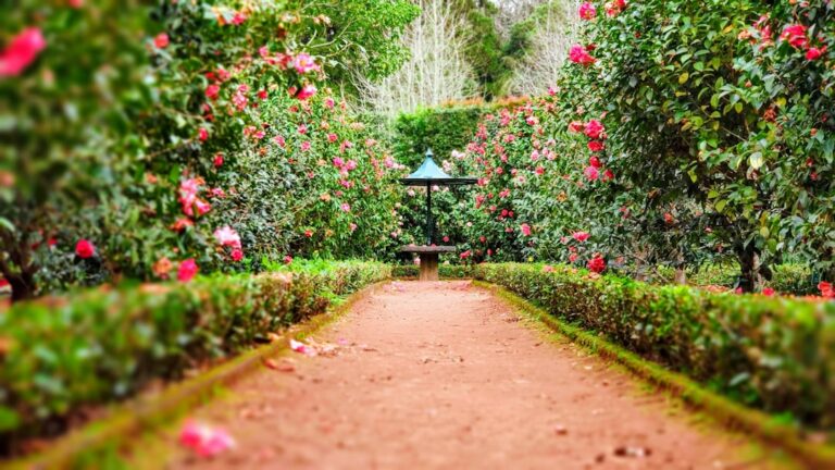 découvrez des conseils pratiques et des astuces pour réussir votre jardinage, que vous soyez débutant ou expert. cultivez vos plantes avec passion et expertise.