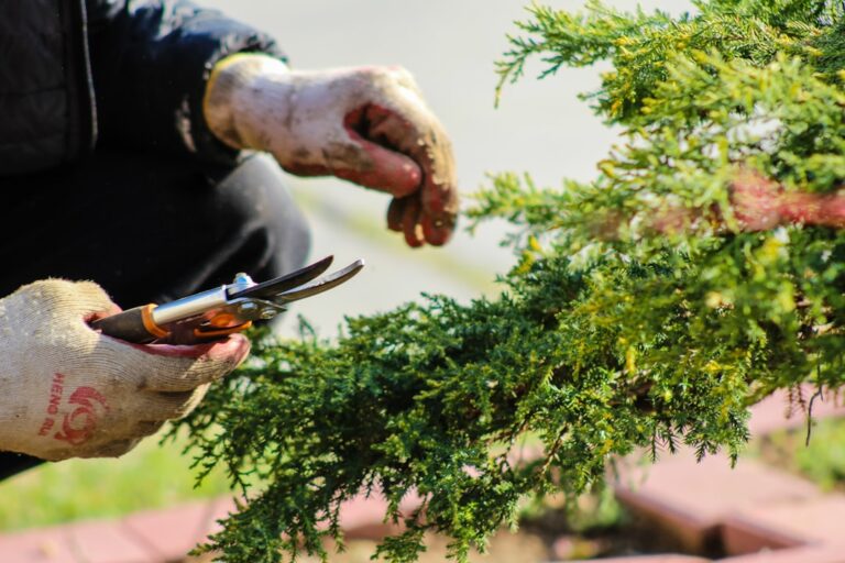 découvrez des astuces, conseils et idées pour le jardinage afin de créer et entretenir un espace vert magnifique tout au long de l'année.