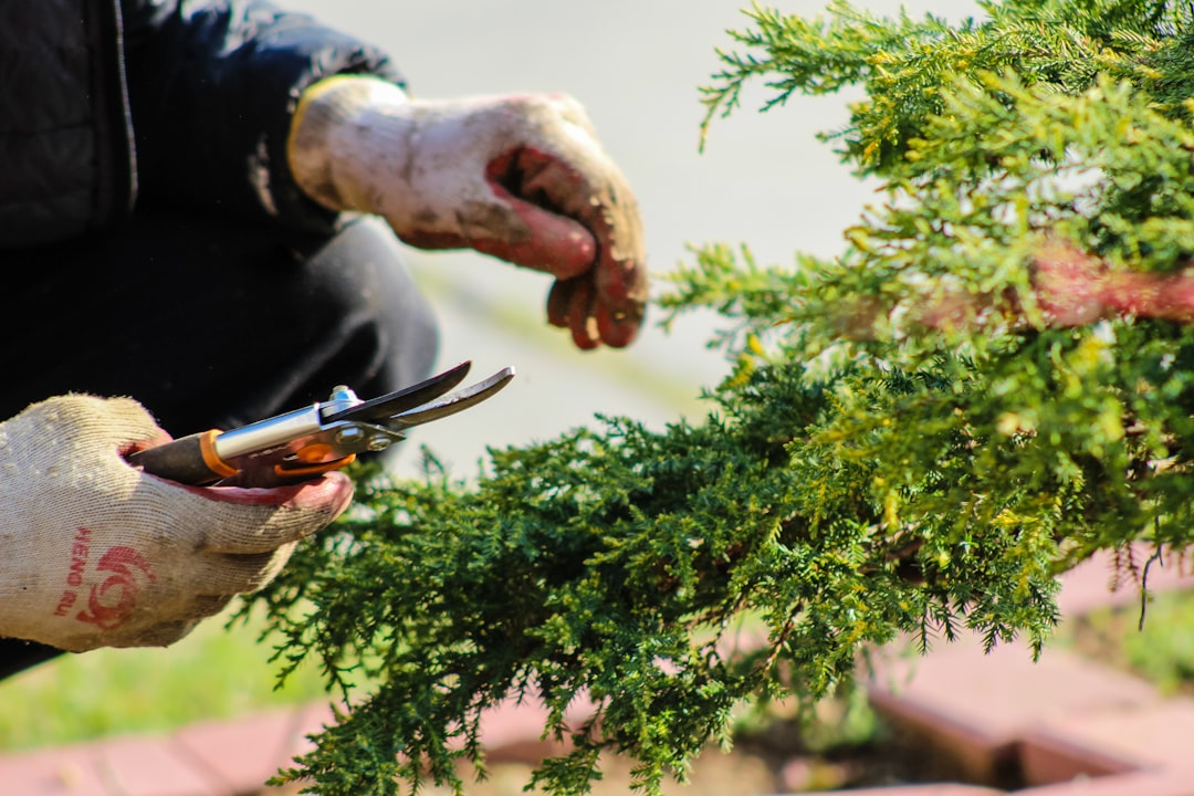 découvrez des astuces, conseils et idées pour le jardinage afin de créer et entretenir un espace vert magnifique tout au long de l'année.