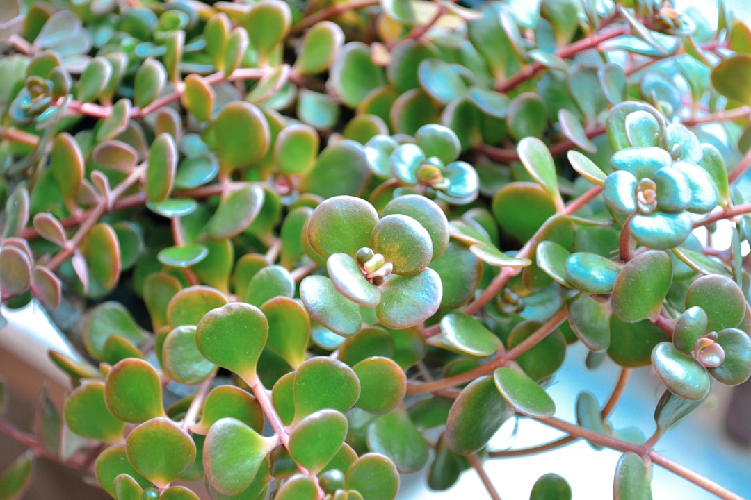 découvrez notre sélection d'accessoires de jardinage essentiels pour embellir votre jardin. que vous soyez un jardinier débutant ou expert, nos outils, gants et équipements de qualité vous aideront à cultiver et entretenir vos plantes avec aisance. ajoutez une touche de praticité et de plaisir à votre passion du jardinage!