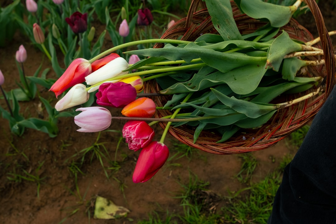 découvrez notre sélection de cadeaux de jardinage parfaits pour les amateurs de plantes et de plein air. idées originales et pratiques pour toutes les occasions.