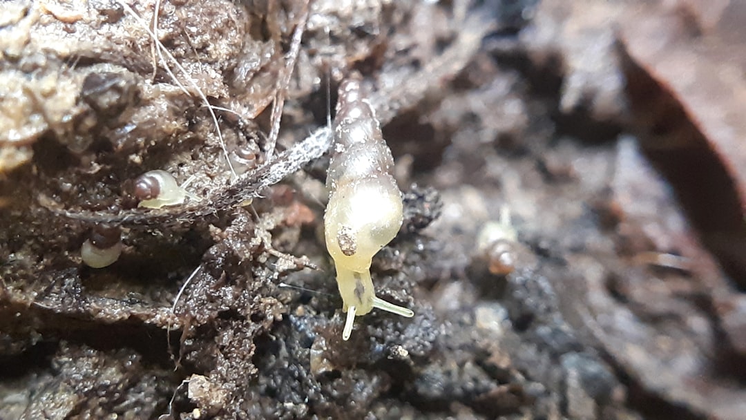 découvrez les mythes courants en jardinage et apprenez la vérité pour faire prospérer votre jardin avec des conseils fiables et pratiques.