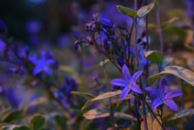 découvrez les révélations exclusives des stars du jardinage et transformez votre espace extérieur avec leurs astuces et conseils experts.