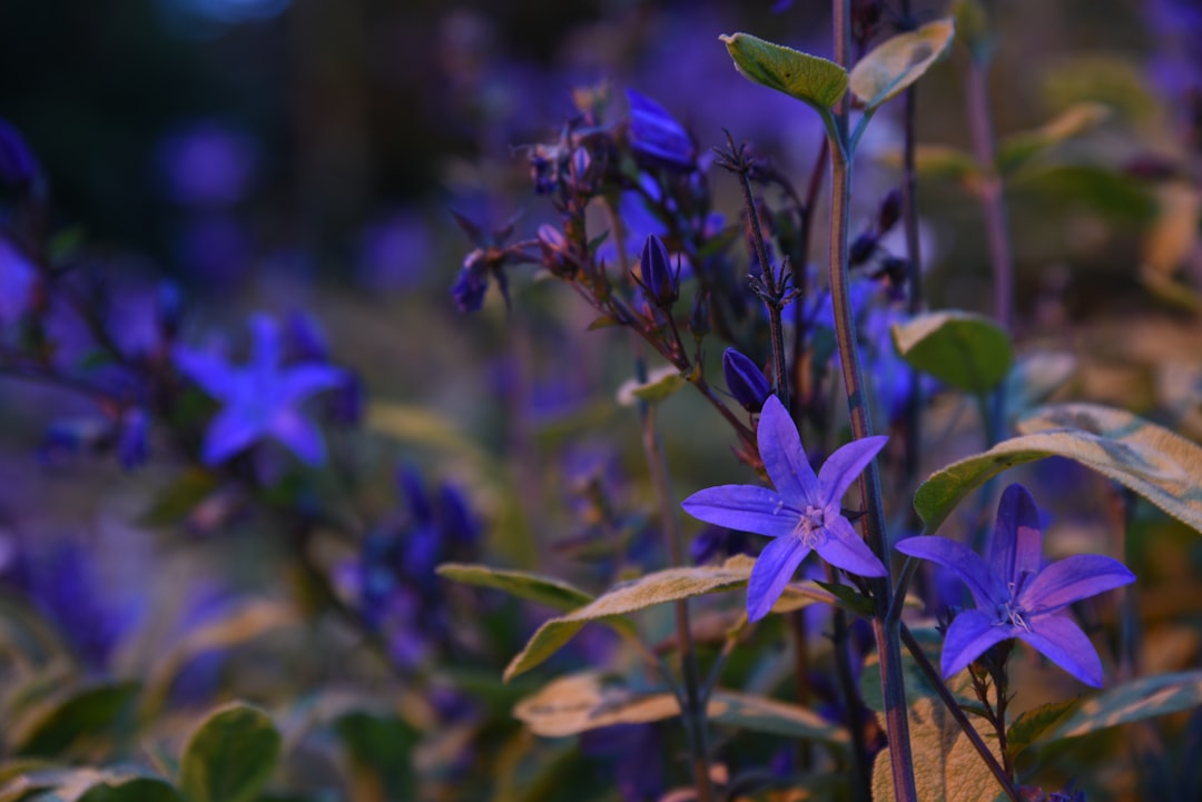 découvrez les révélations exclusives des stars du jardinage et transformez votre espace extérieur avec leurs astuces et conseils experts.