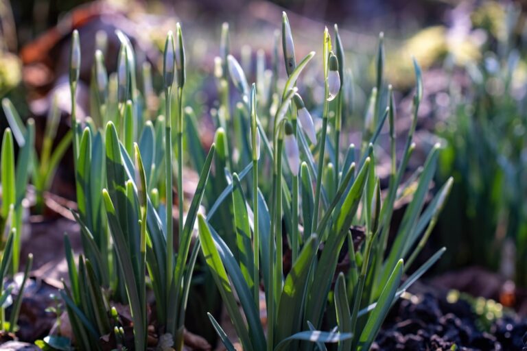 découvrez nos conseils de jardinage pour le mois de février afin de préparer votre jardin au printemps, protéger vos plantes du froid et planter les premières fleurs de la saison.