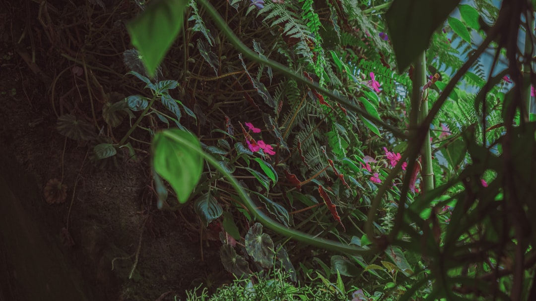 découvrez notre programme de jardinage adapté à tous les niveaux pour cultiver vos plantes avec succès et profiter d'un espace vert harmonieux.