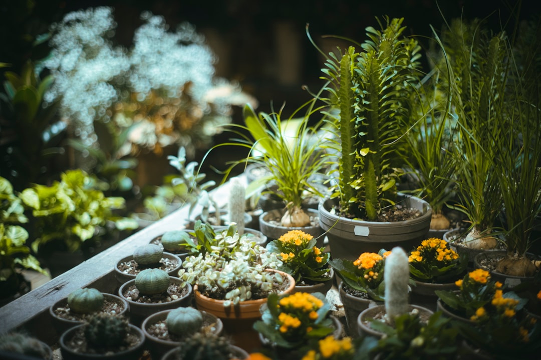 découvrez les meilleures résolutions de jardinage pour 2026 et transformez votre espace extérieur en un véritable paradis vert cette année.