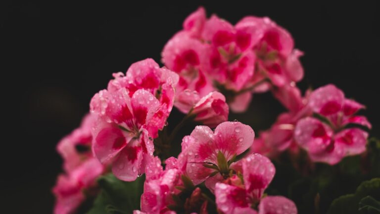 découvrez tout sur le géranium : conseils de culture, entretien, variétés et bienfaits pour votre jardin.