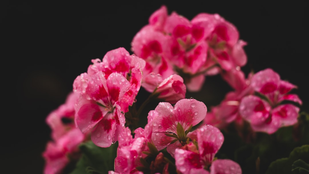 découvrez tout sur le géranium : conseils de culture, entretien, variétés et bienfaits pour votre jardin.