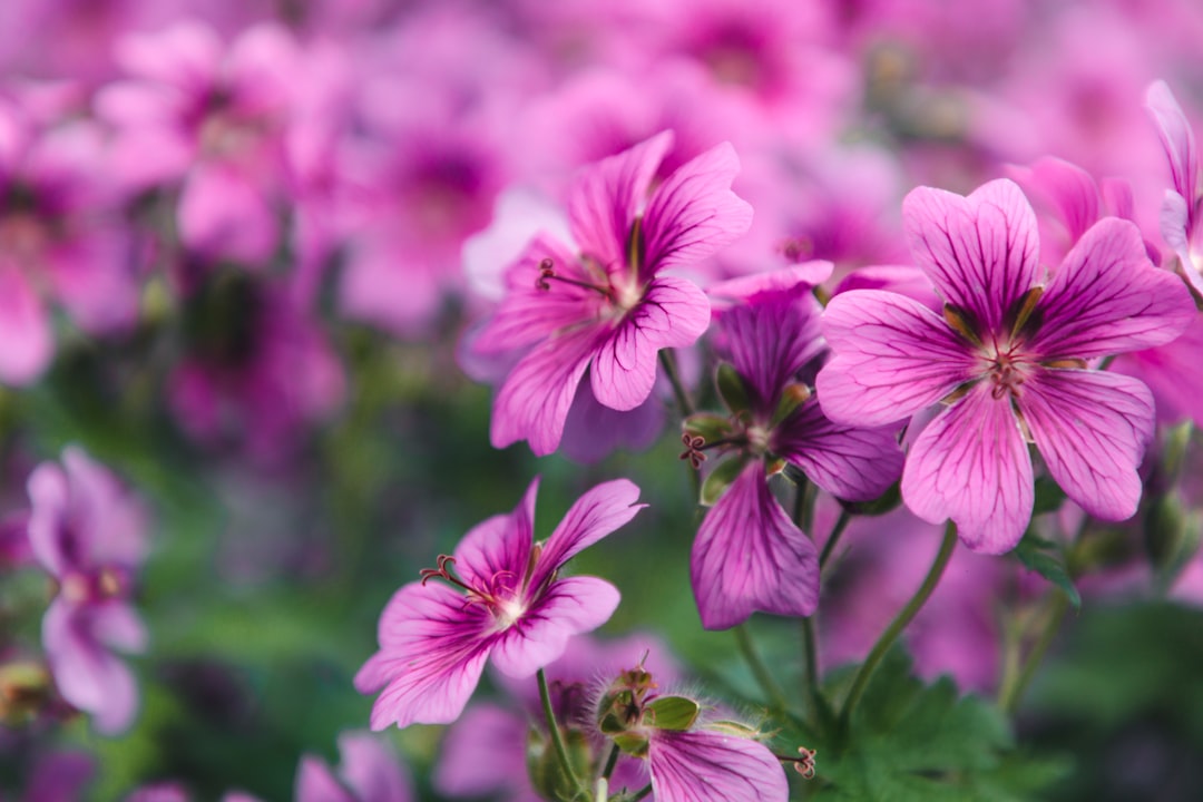 découvrez tout sur le géranium : conseils de culture, variétés populaires et astuces pour embellir votre jardin avec cette plante florale charmante et facile d'entretien.