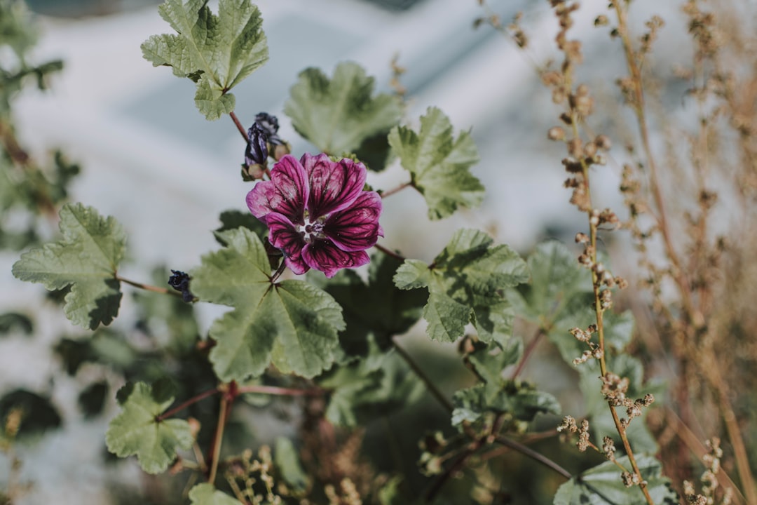découvrez des astuces efficaces pour favoriser la croissance de vos géraniums et obtenir des fleurs magnifiques toute l'année.