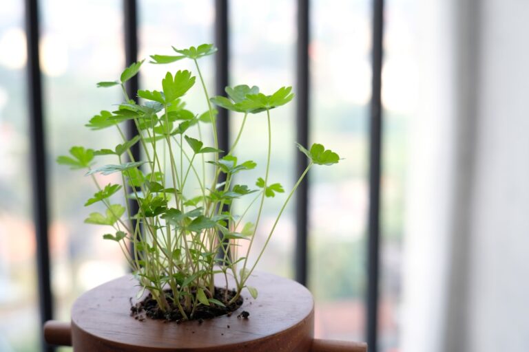 découvrez des astuces efficaces pour stimuler la croissance de vos géraniums et obtenir des plantes saines et florissantes toute l'année.