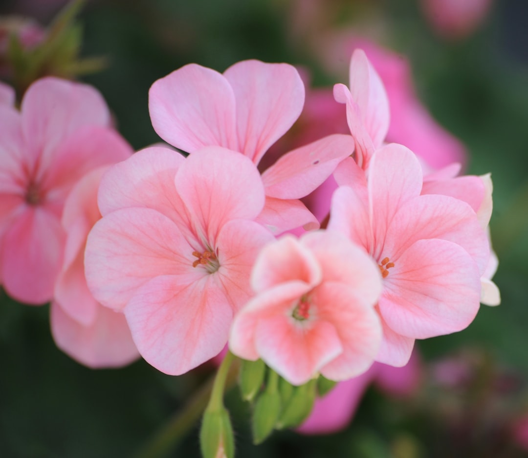 découvrez tout sur les géraniums : conseils de plantation, entretien, variétés et astuces pour un jardin coloré et fleuri toute l'année.