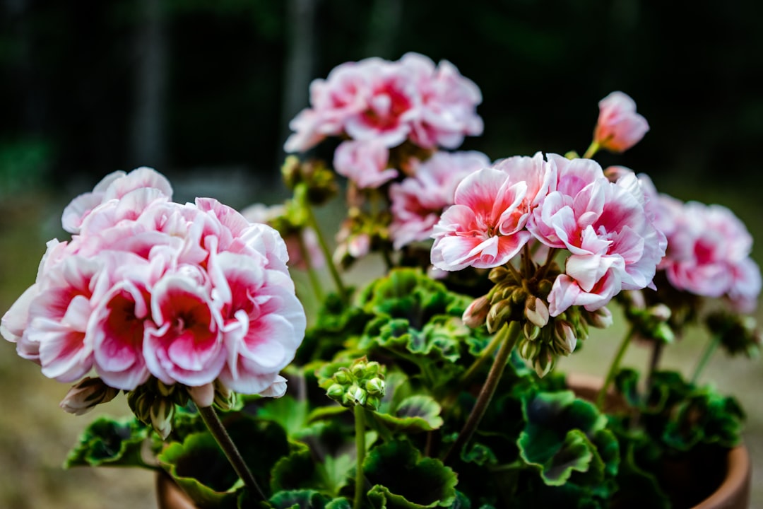 découvrez tout sur les géraniums : conseils de culture, variétés, entretien et astuces pour avoir de magnifiques fleurs colorées toute l'année.