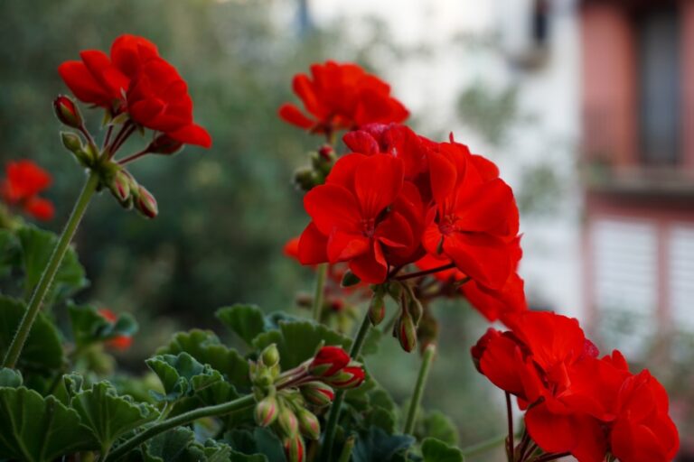 découvrez tout sur les géraniums : conseils de culture, entretien et variétés pour embellir votre jardin ou balcon.