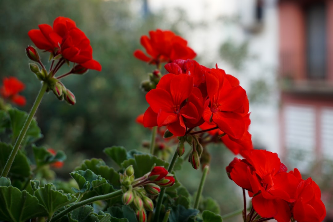 découvrez tout sur les géraniums : conseils de culture, entretien et variétés pour embellir votre jardin ou balcon.