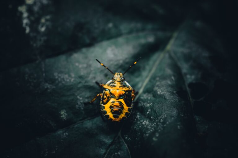 découvrez le fascinant insecte lumineux, le scarabée éclatant, connu pour sa bioluminescence unique et ses couleurs vibrantes qui illuminent la nuit.
