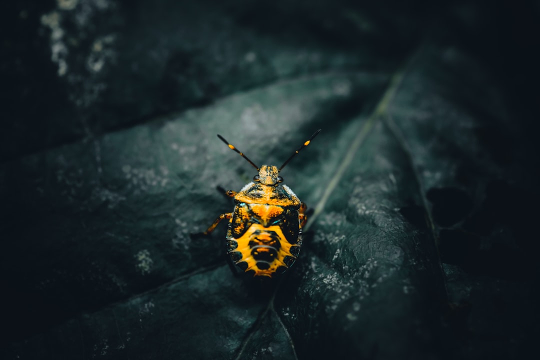 découvrez le fascinant insecte lumineux, le scarabée éclatant, connu pour sa bioluminescence unique et ses couleurs vibrantes qui illuminent la nuit.