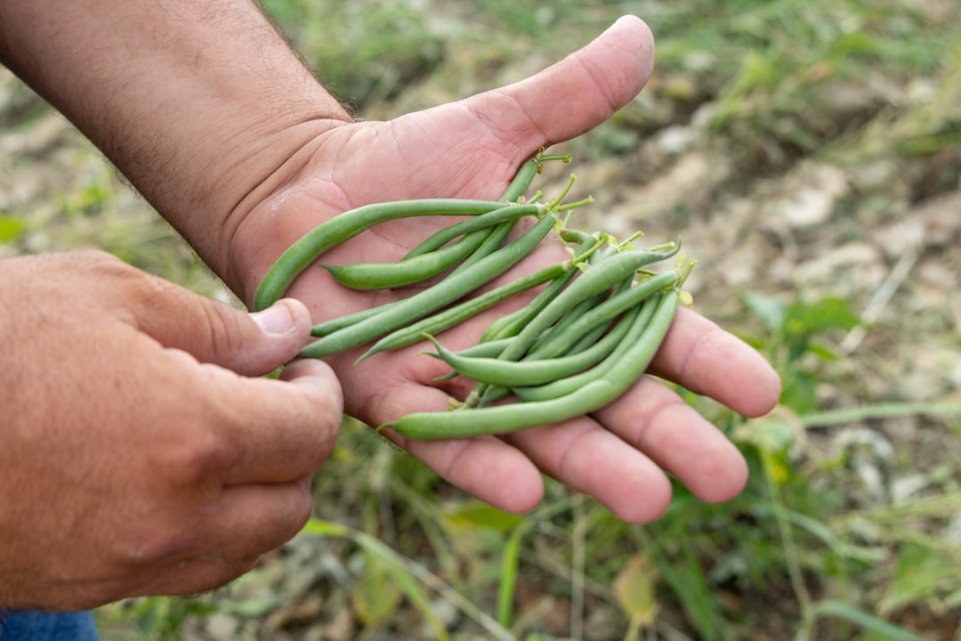 conseils pratiques pour planter des haricots verts avec succès : préparation du sol, choix des graines, arrosage et entretien pour une récolte abondante.