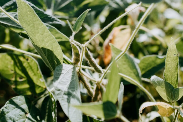 conseils essentiels pour planter des haricots verts avec succès : préparation du sol, choix des variétés, techniques de semis et entretien pour une récolte abondante.